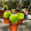 Hoya Kerii Live Plant – Green Hearts Succulent – 2 inch Pot – Easy Care - Image 1