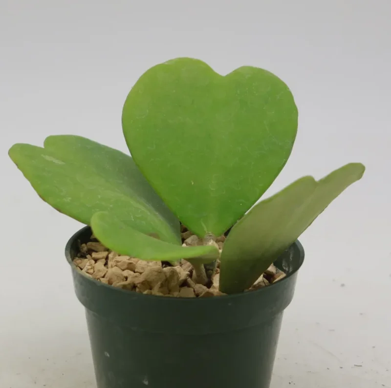 Hoya Kerrii Green Live Plant – 3-6" Tall – 4" Pot Size – Indoor Houseplant - Image 2