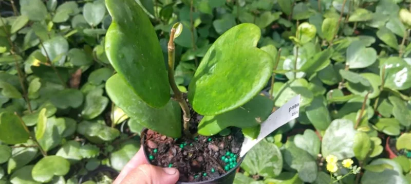 Hoya Kerrii Green Live Plant – 3-6" Tall – 4" Pot Size – Indoor Houseplant - Image 3