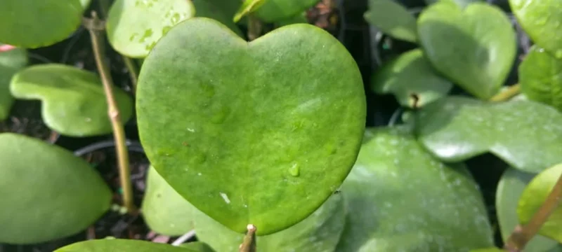 Hoya Kerrii Green Live Plant – 3-6" Tall – 4" Pot Size – Indoor Houseplant - Image 4