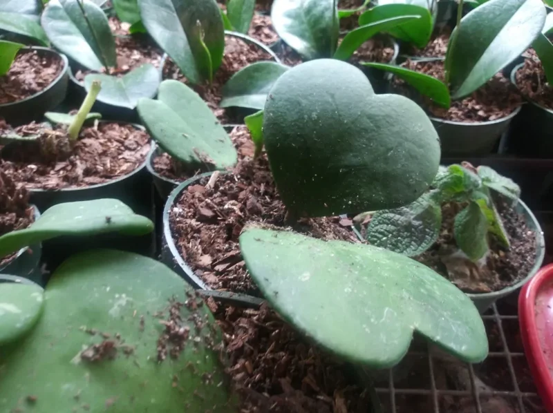 Hoya Kerrii Green Live Plant – 3-6" Tall – 4" Pot Size – Indoor Houseplant - Image 5