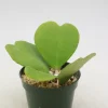 Hoya Kerrii Green Live Plant – 3-6" Tall – 4" Pot Size – Indoor Houseplant - Image 1
