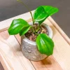 Hoya Quinquenervia Live Plant – 3-4" Tall – Fast Growing Indoor Plant - Image 1