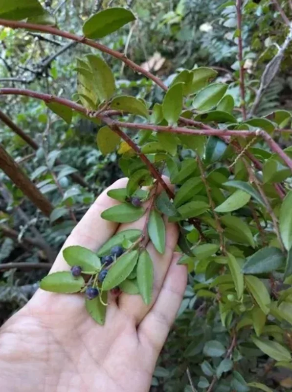Huckleberry Live Plant - Vaccinium ovatum, 10-18" Tall, 5" Pot, Edible Berries - Image 2