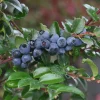 Huckleberry Live Plant - Vaccinium ovatum, 10-18" Tall, 5" Pot, Edible Berries - Image 1