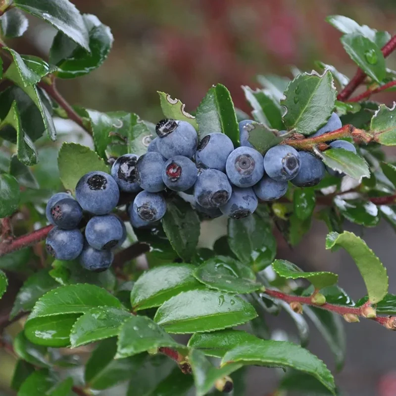 Huckleberry Live Plant - Vaccinium ovatum, 10-18" Tall, 5" Pot, Edible Berries - Image 1