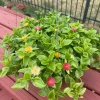 Ice Plant Live Plant – 3 Varieties (Red, Yellow, Variegated) – Potted Succulent - Image 1
