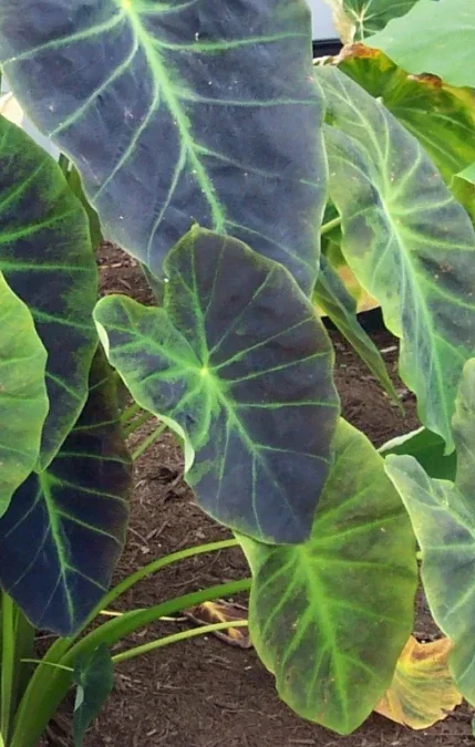 Illustris Colocasia Live Plant – Elephant Ear – 6-15" Tall – Foliage - Image 2