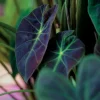 Illustris Colocasia Live Plant – Elephant Ear – 6-15" Tall – Foliage - Image 1