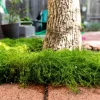 Irish Moss Live Plant – Sagina subulata – 4 inch Pot – Ground Cover - Image 1