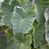 Jack's Giant Colocasia Live Plant – Giant Elephant Ear – 6-10" Tall - Image 1