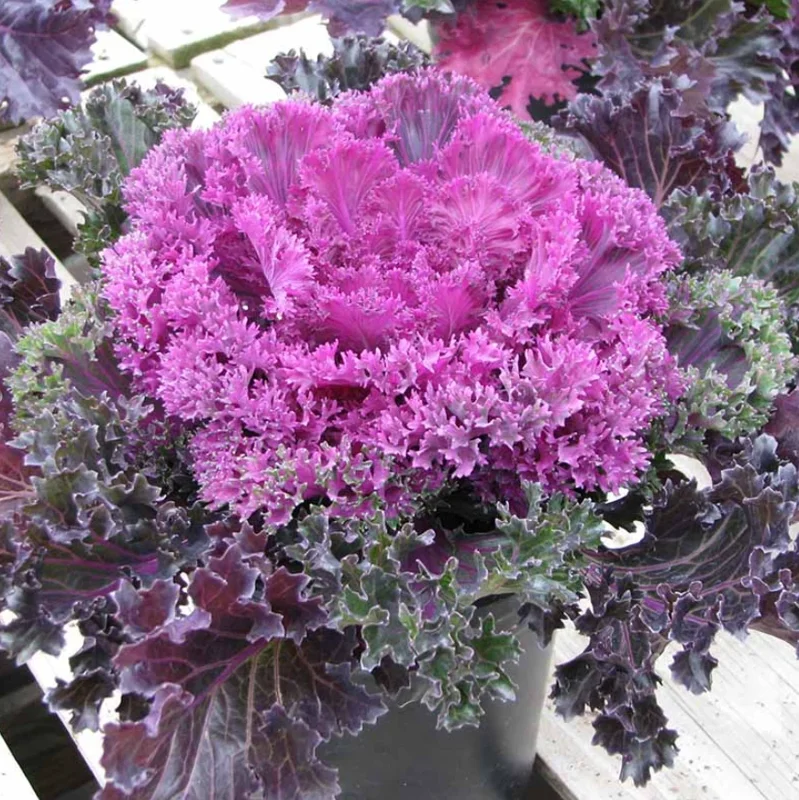 Kamome Red Kale Live Plant - 1 Pot - Easy Grow Vegetable - Image 2