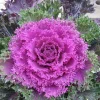 Kamome Red Kale Live Plant - 1 Pot - Easy Grow Vegetable - Image 1