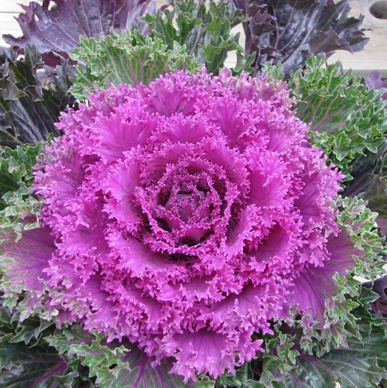 Kamome Red Kale Live Plant - 1 Pot - Easy Grow Vegetable - Image 1