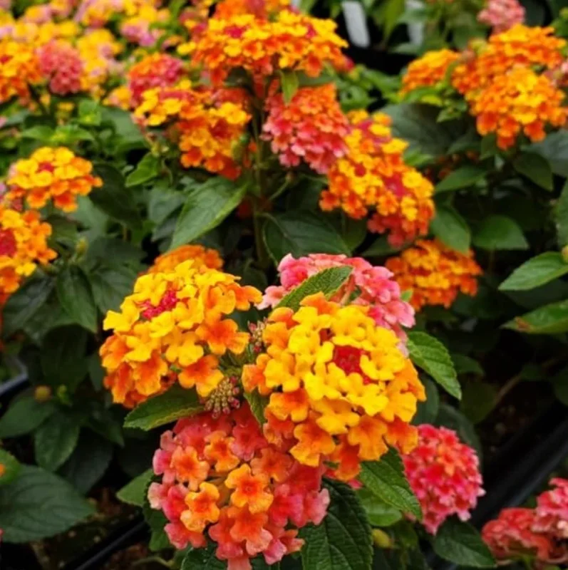 Lantana Bright Orange Live Plant – 2 Plants per Pot – 4 inch Pot – Outdoor Shrub - Image 2
