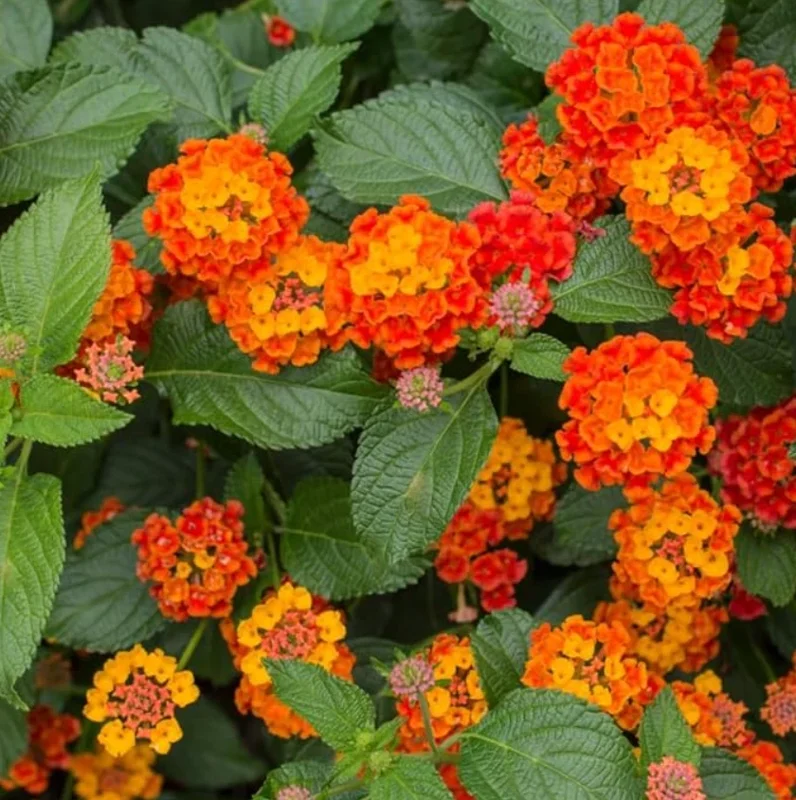 Lantana Bright Orange Live Plant – 2 Plants per Pot – 4 inch Pot – Outdoor Shrub - Image 3