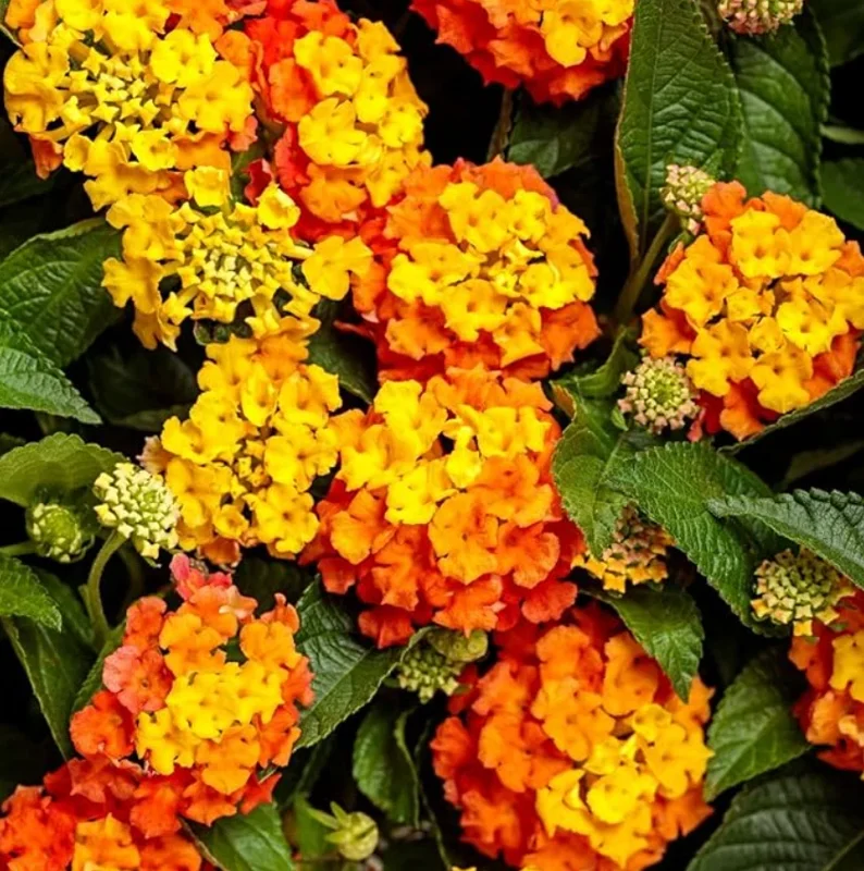 Lantana Bright Orange Live Plant – 2 Plants per Pot – 4 inch Pot – Outdoor Shrub - Image 4