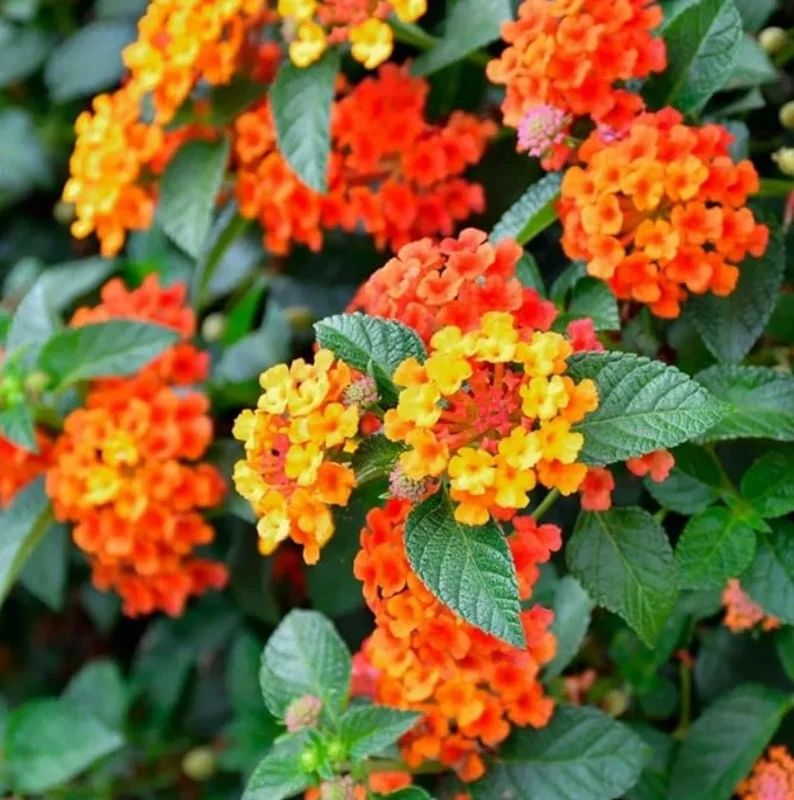 Lantana Bright Orange Live Plant – 2 Plants per Pot – 4 inch Pot – Outdoor Shrub - Image 5