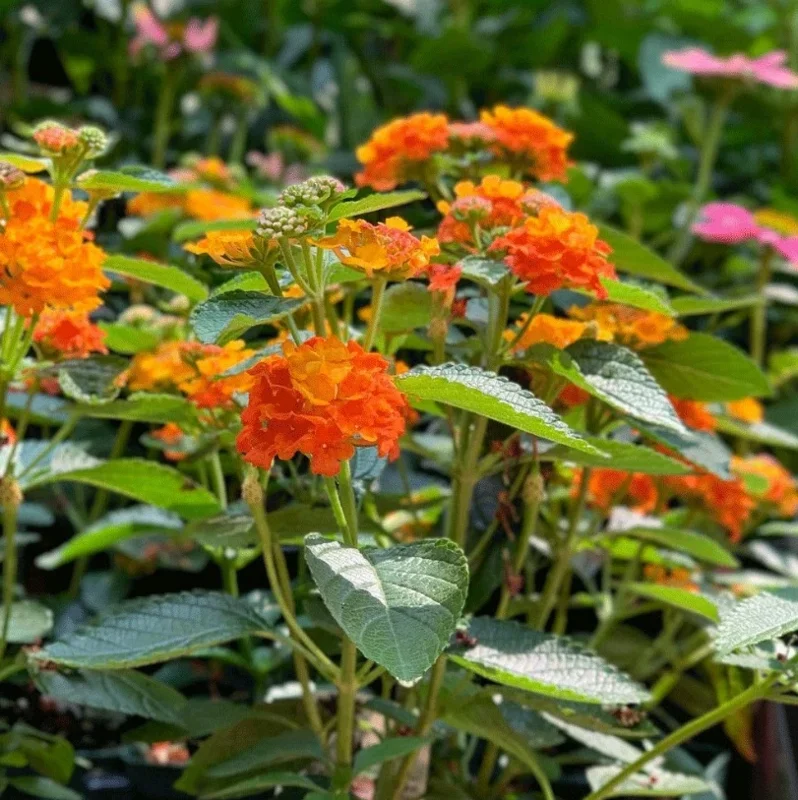 Lantana Bright Orange Live Plant – 2 Plants per Pot – 4 inch Pot – Outdoor Shrub - Image 6