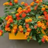 Lantana Bright Orange Live Plant – 2 Plants per Pot – 4 inch Pot – Outdoor Shrub - Image 1