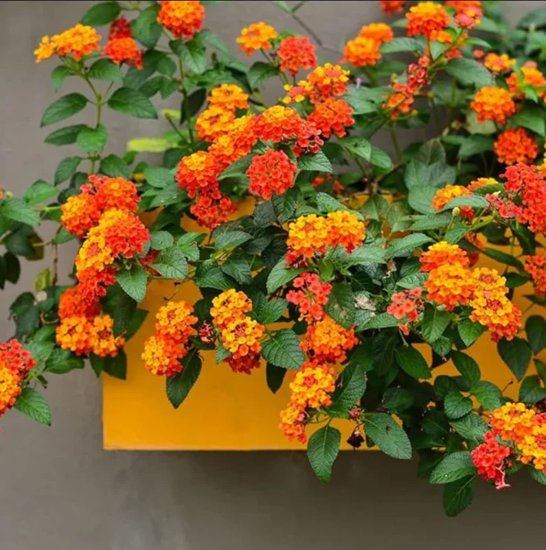 Lantana Bright Orange Live Plant – 2 Plants per Pot – 4 inch Pot – Outdoor Shrub - Image 1
