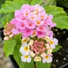 Lantana Bright Pink Live Plant – 1 Pot (2 Plants) – Vibrant Flowering Shrub - Image 1