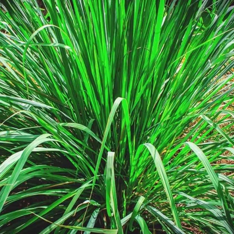 Lemongrass Live Plant – 2 Plants in 1 Pot – 10" Tall – Culinary Herb - Image 2