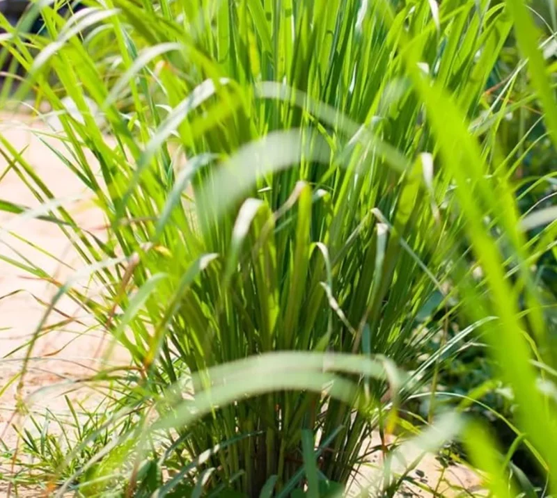 Lemongrass Live Plant – 2 Plants in 1 Pot – 10" Tall – Culinary Herb - Image 3