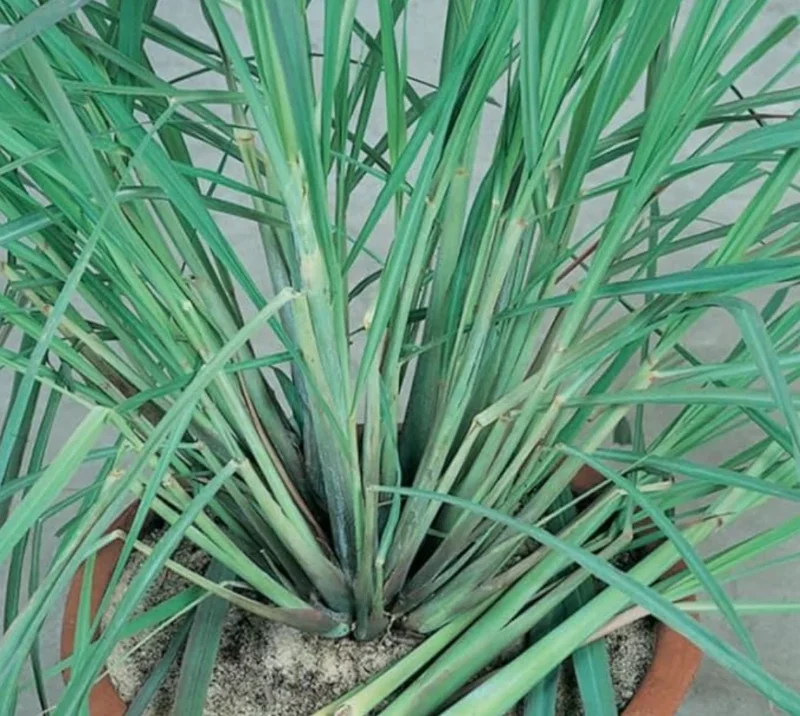 Lemongrass Live Plant – 2 Plants in 1 Pot – 10" Tall – Culinary Herb - Image 4