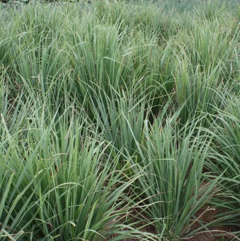 Lemongrass Live Plant – 2 Plants in 1 Pot – 10" Tall – Culinary Herb - Image 5