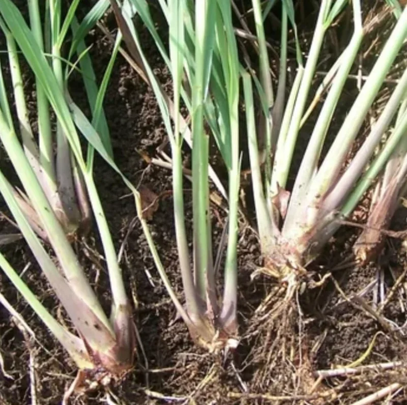 Lemongrass Live Plant – 2 Plants in 1 Pot – 10" Tall – Culinary Herb - Image 6