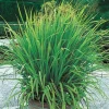 Lemongrass Live Plant – 2 Plants in 1 Pot – 10" Tall – Culinary Herb - Image 1