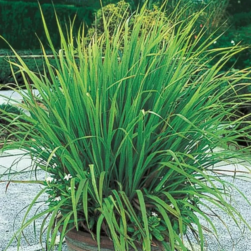 Lemongrass Live Plant – 2 Plants in 1 Pot – 10" Tall – Culinary Herb - Image 1