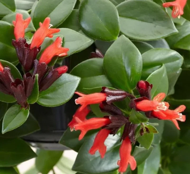 Lipstick Mona Lisa Live Plant – 4" Pot – Trailing Houseplant – Ornamental Flowering - Image 2