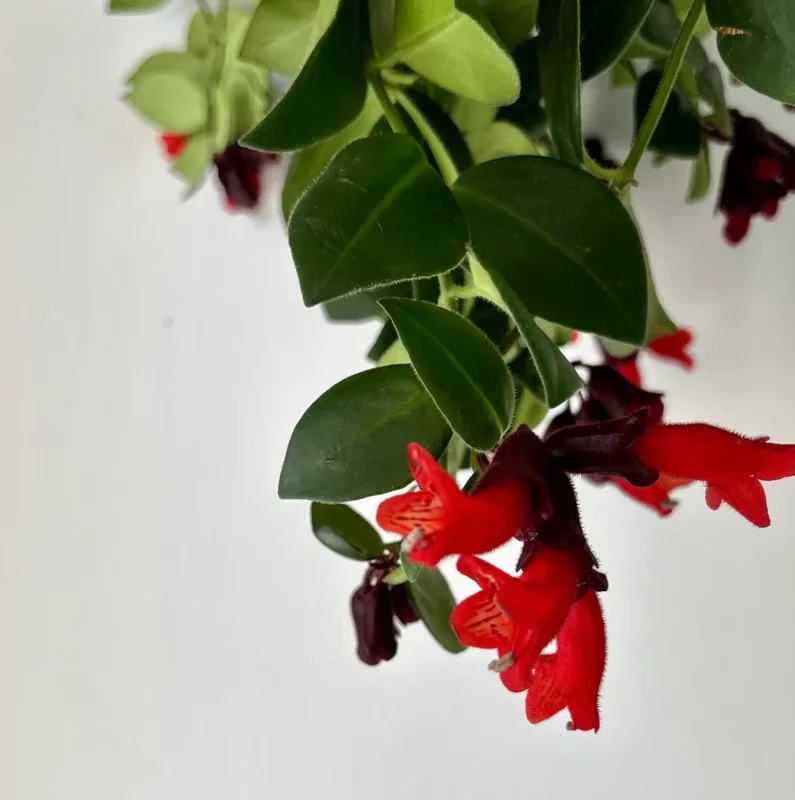 Lipstick Mona Lisa Live Plant – 4" Pot – Trailing Houseplant – Ornamental Flowering - Image 3
