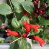 Lipstick Mona Lisa Live Plant – 4" Pot – Trailing Houseplant – Ornamental Flowering - Image 1