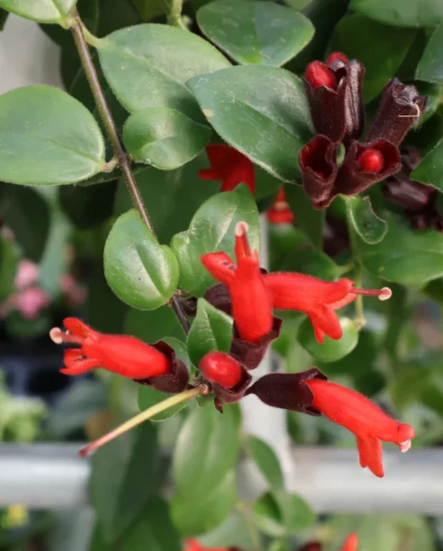 Lipstick Mona Lisa Live Plant – 4" Pot – Trailing Houseplant – Ornamental Flowering - Image 1