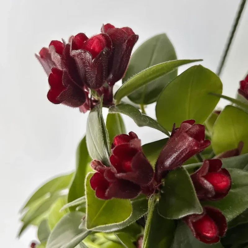 Lipstick Mona Lisa Live Plant – 4" Pot – Trailing Houseplant – Ornamental Flowering - Image 4