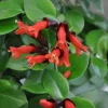 Lipstick Mona Lisa Trailing Plant – 2 inch Potted Live Houseplant – Ornamental Flowering - Image 1