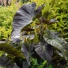 Live Aloha Colocasia Plant – Elephant Ear – 6-15" Tall – Tropical Houseplant - Image 1