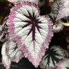 Live Begonia Fire Woman Houseplant – 4-6" Tall – Easy Care Indoor Plant - Image 1