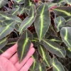 Live Begonia Striped Plant – 4 inch Pot – Indoor Houseplant – Ornamental Foliage - Image 1