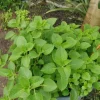 Live Cuban Oregano Green Plant – Aromatic Herb – 4-5" Tall - Image 1