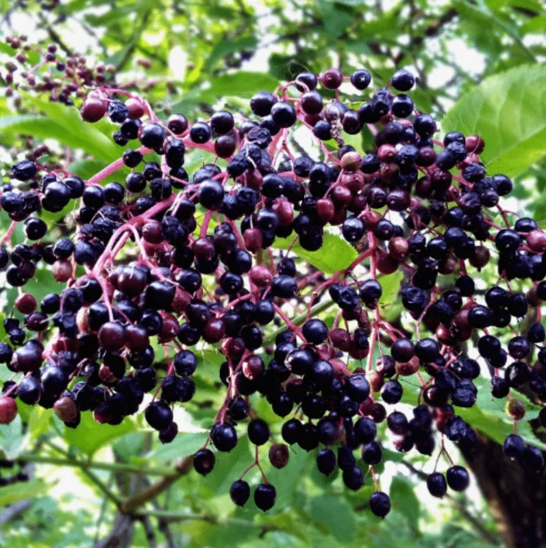 Live Elderberry Plant – 4-8" Tall Sambucus Nigra – Outdoor Shrub - Image 2