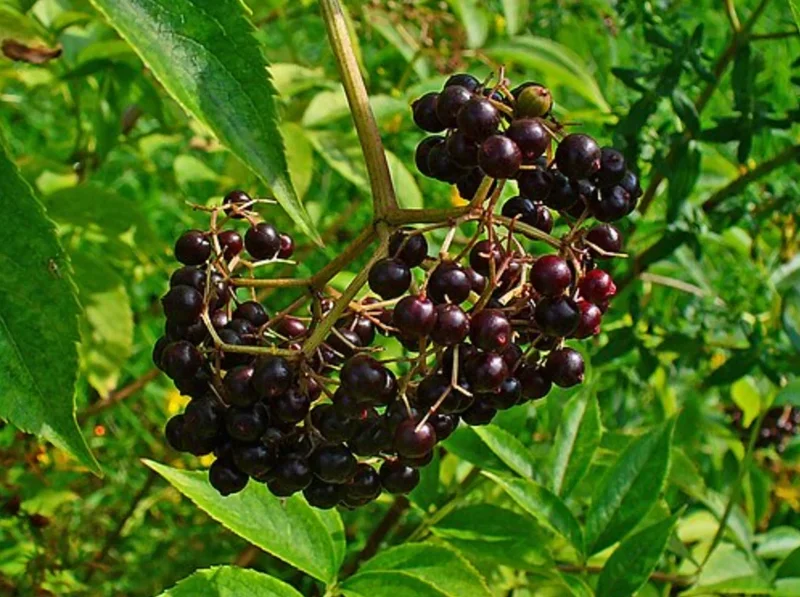 Live Elderberry Plant – 4-8" Tall Sambucus Nigra – Outdoor Shrub - Image 3