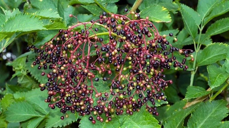 Live Elderberry Plant – 4-8" Tall Sambucus Nigra – Outdoor Shrub - Image 4