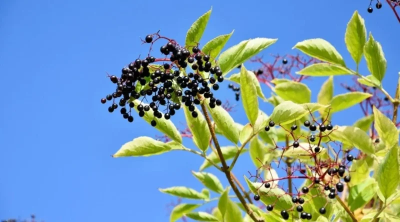 Live Elderberry Plant – 4-8" Tall Sambucus Nigra – Outdoor Shrub - Image 5