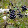 Live Elderberry Plant – 4-8" Tall Sambucus Nigra – Outdoor Shrub - Image 1