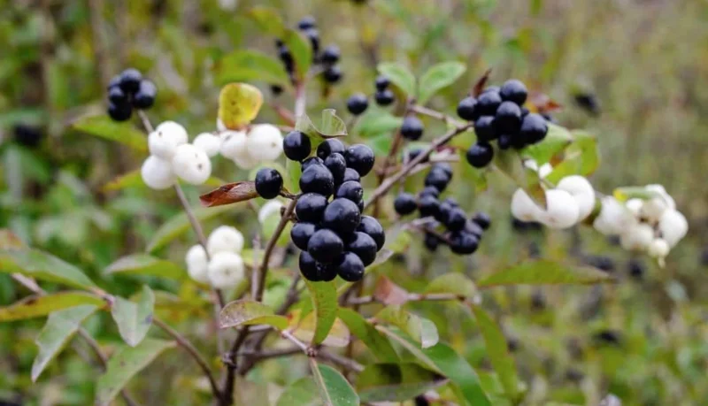 Live Elderberry Plant – 4-8" Tall Sambucus Nigra – Outdoor Shrub - Image 1