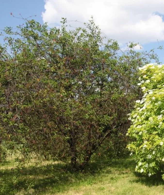 Live Elderberry Plant – 4-8" Tall Sambucus Nigra – Outdoor Shrub - Image 6